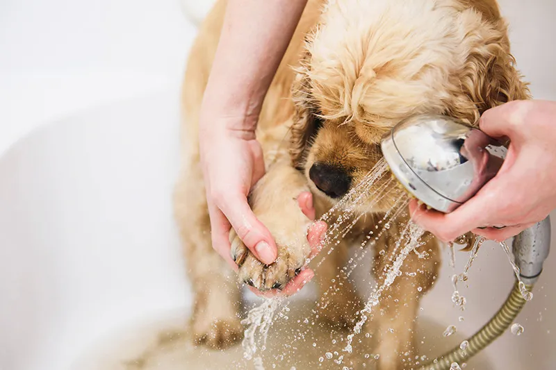 わんちゃんの状態に合わせて選べる施術