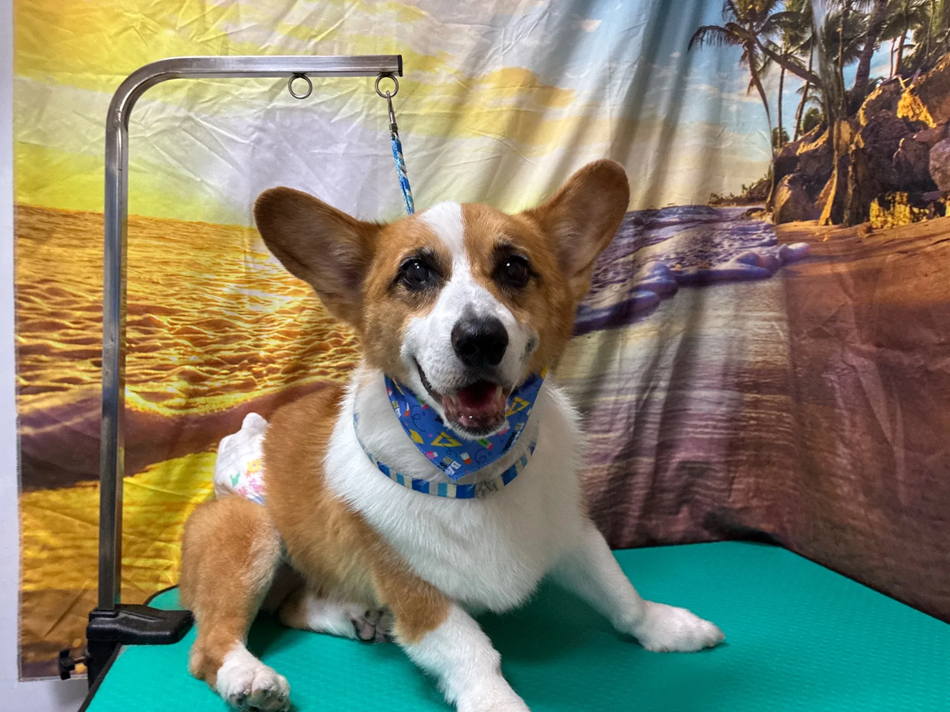 トリミングで中型犬が快適に通える埼玉県内サロン選びのポイント