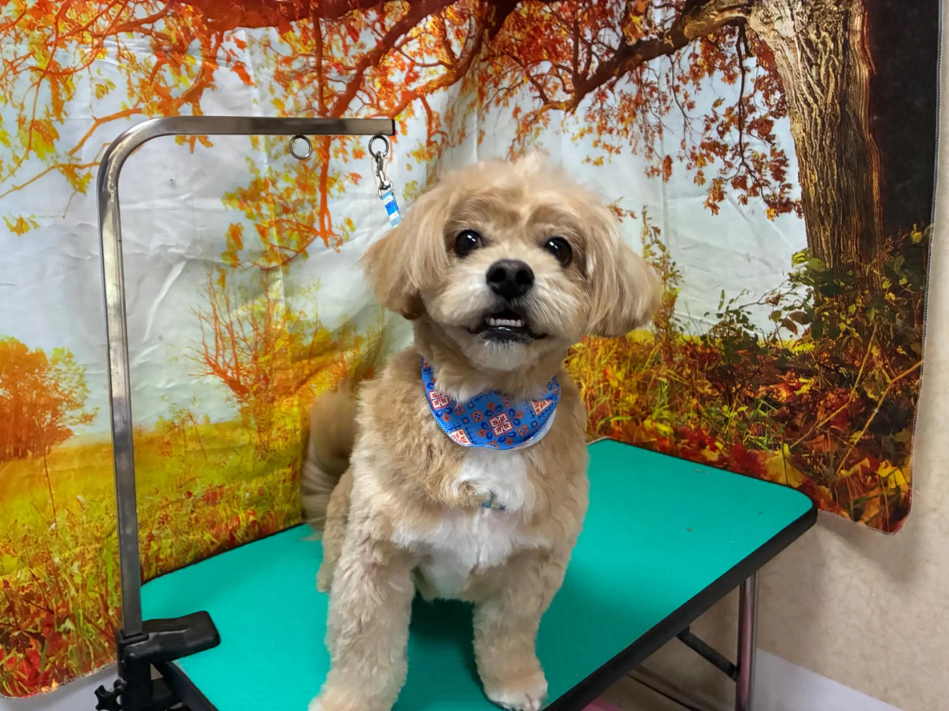 トリミングでミックス犬に安心を届ける埼玉県さいたま市利用ガイド