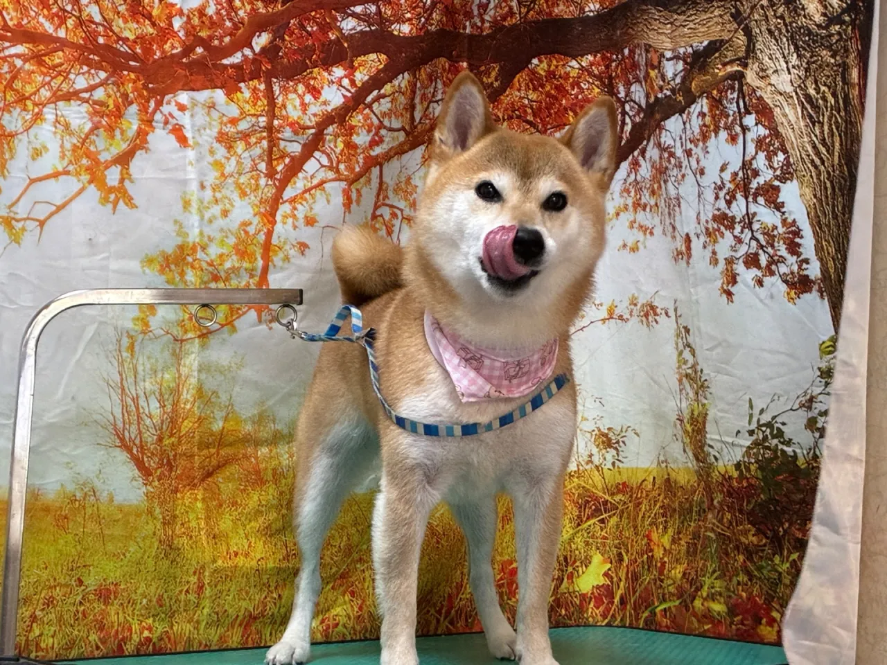 トリミングで柴犬が快適に過ごせる埼玉県さいたま市の選び方ガイド