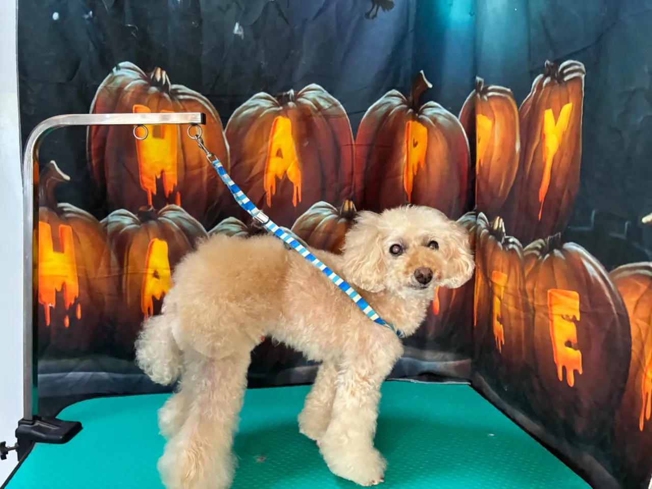 トリミングで埼玉県さいたま市の愛犬に似合うブーツカットを叶えるポイント