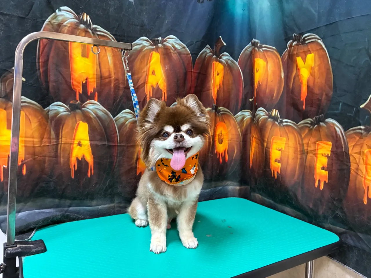 トリミングで老犬も快適に過ごせる埼玉県さいたま市西区の安心ポイント