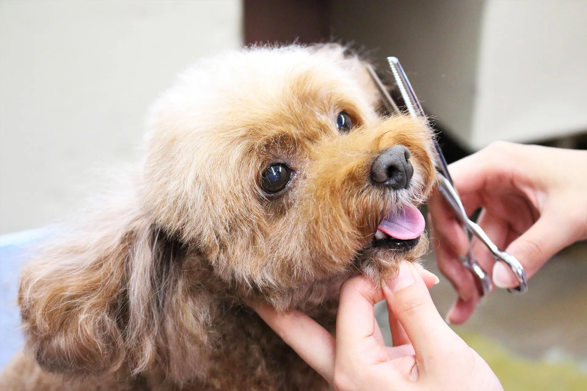 ドッグサロンCheer